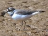 Little Ringed Plover at Barling Pits (Steve Arlow) (117606 bytes)